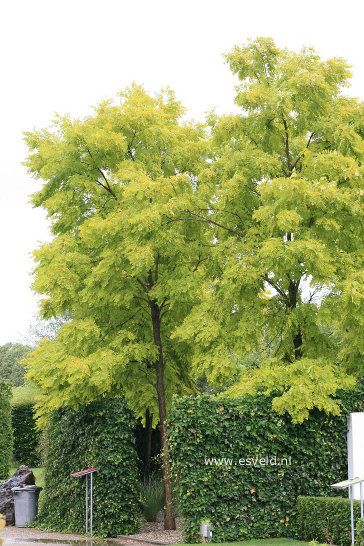 Robinia pseudoacacia 'Frisia'