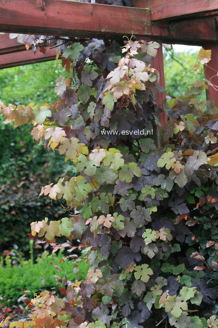 Vitis vinifera 'Purpurea'