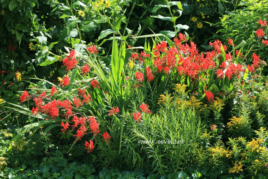 Crocosmia 'Lucifer'