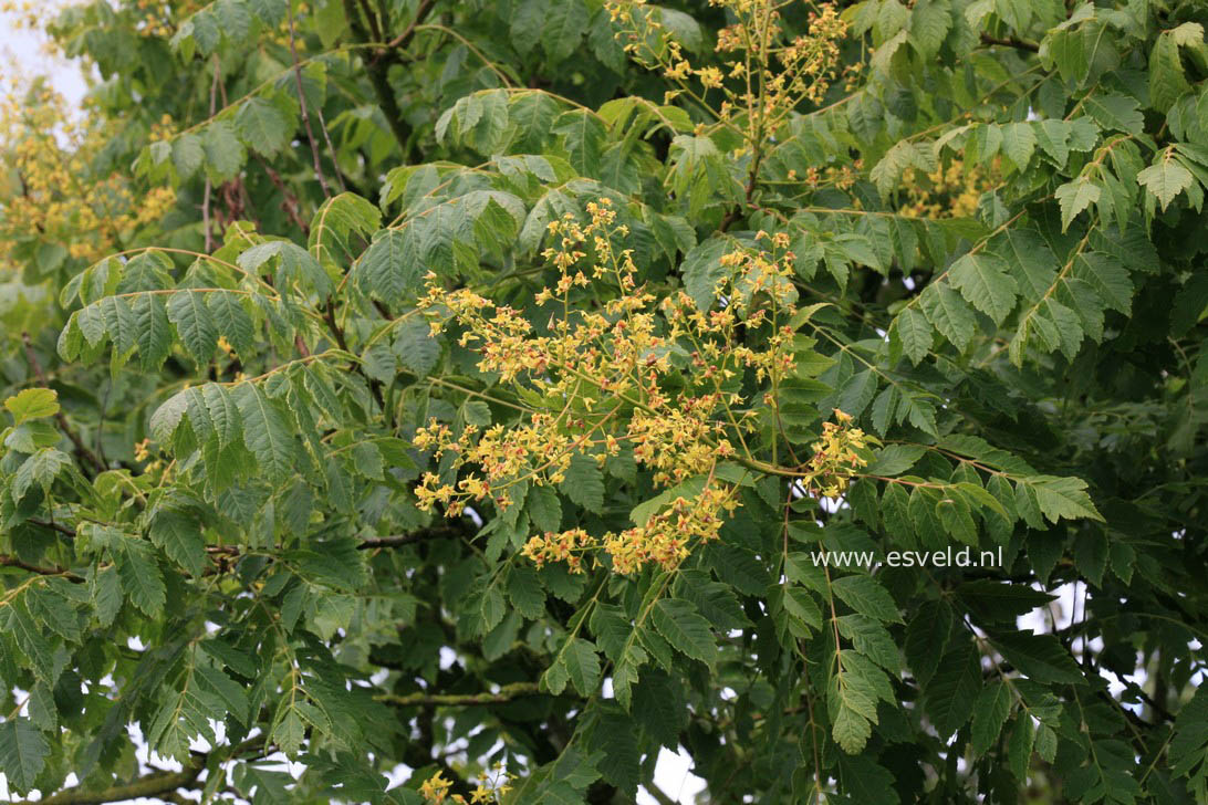 Koelreuteria paniculata