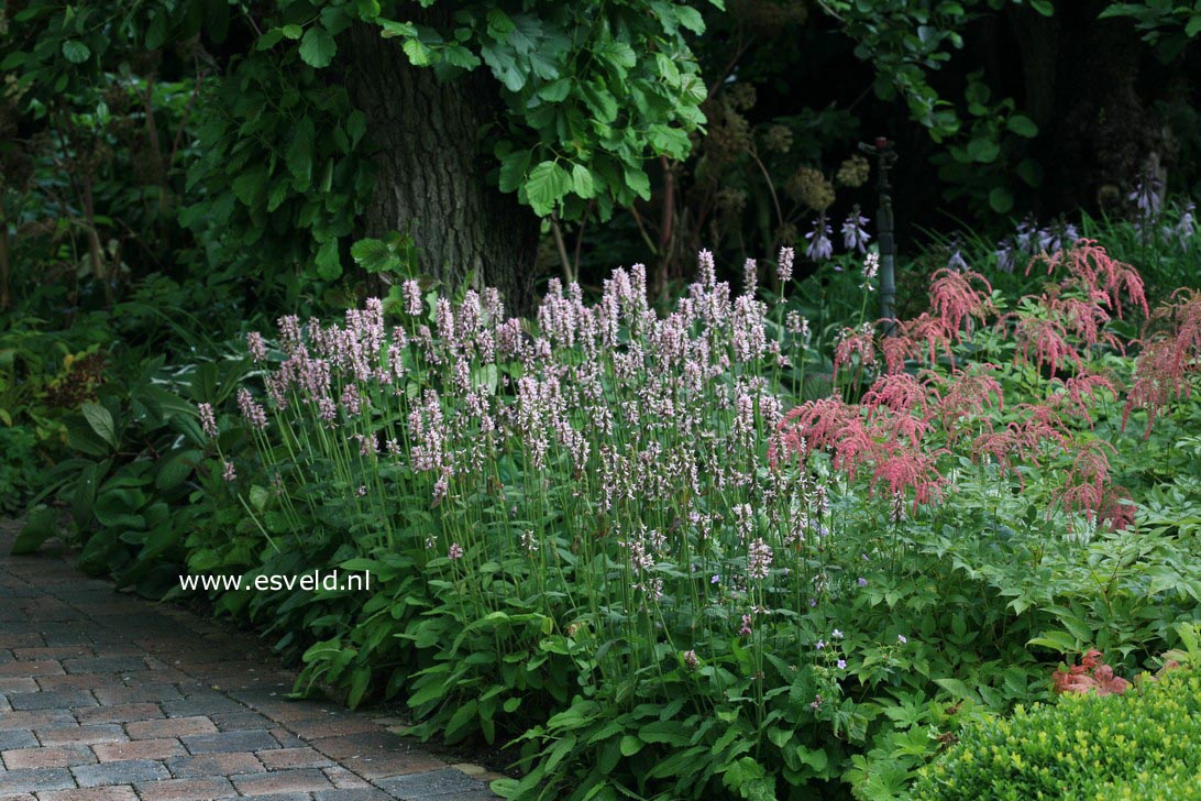 Stachys monnieri 'Rosea'