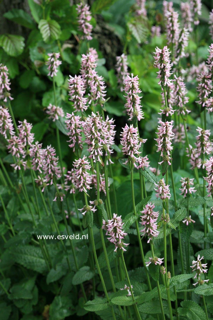 Stachys monnieri 'Rosea'