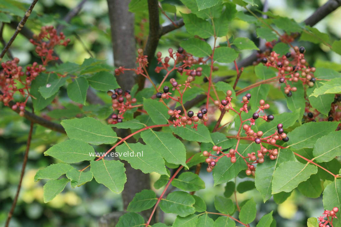 Picrasma quassioides