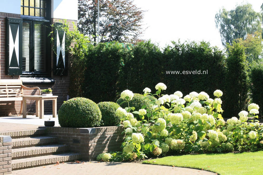 Hydrangea arborescens 'Annabelle'