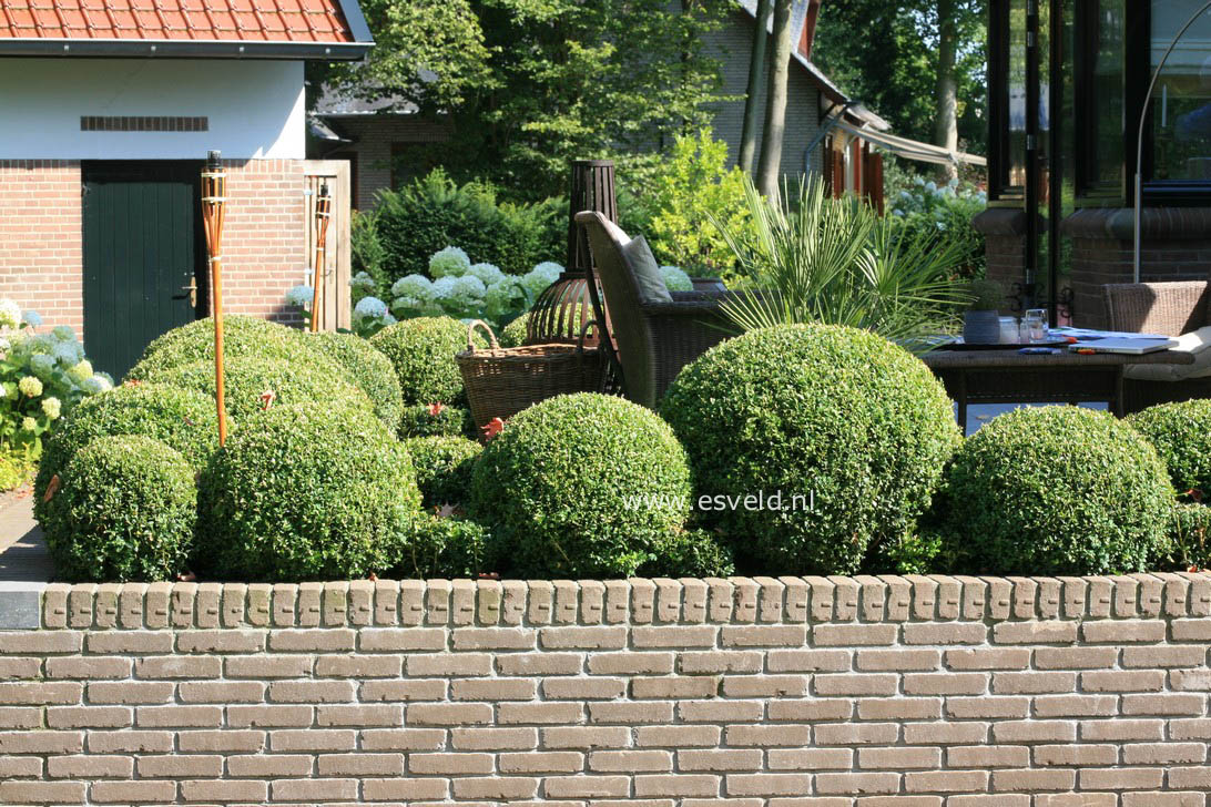 Buxus sempervirens