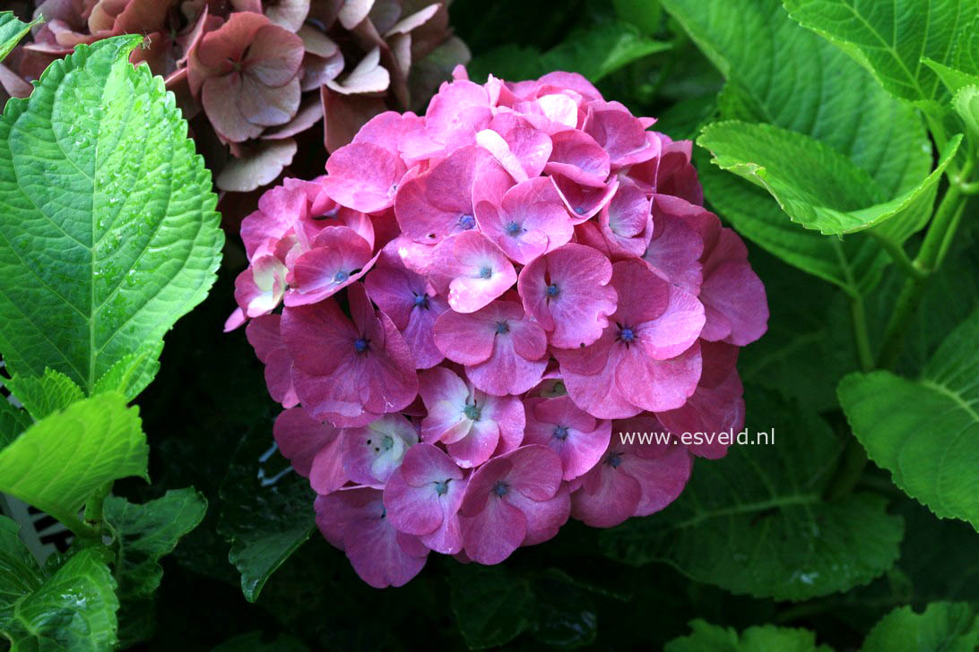 Hydrangea macrophylla 'Horo' (MAGICAL ROBIN)