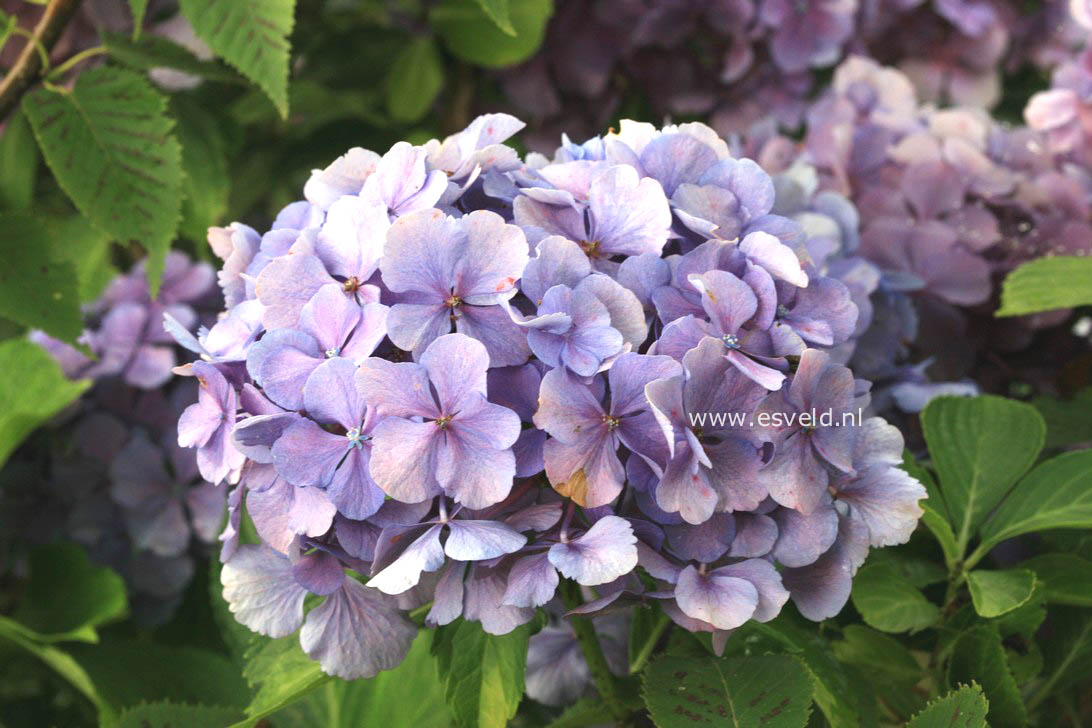 Hydrangea macrophylla 'Big Mama'