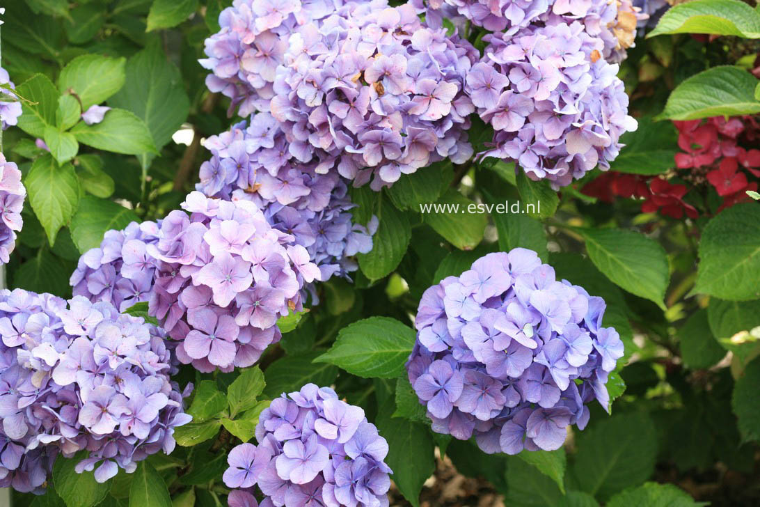 Hydrangea macrophylla 'Big Mama'