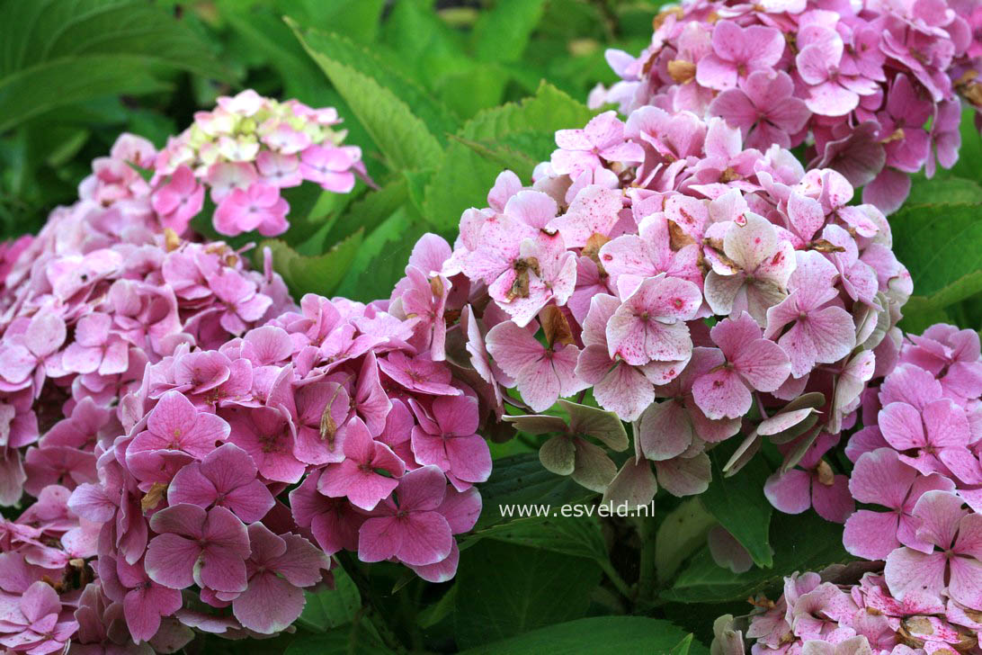 Hydrangea macrophylla 'Souvenir de Marne'