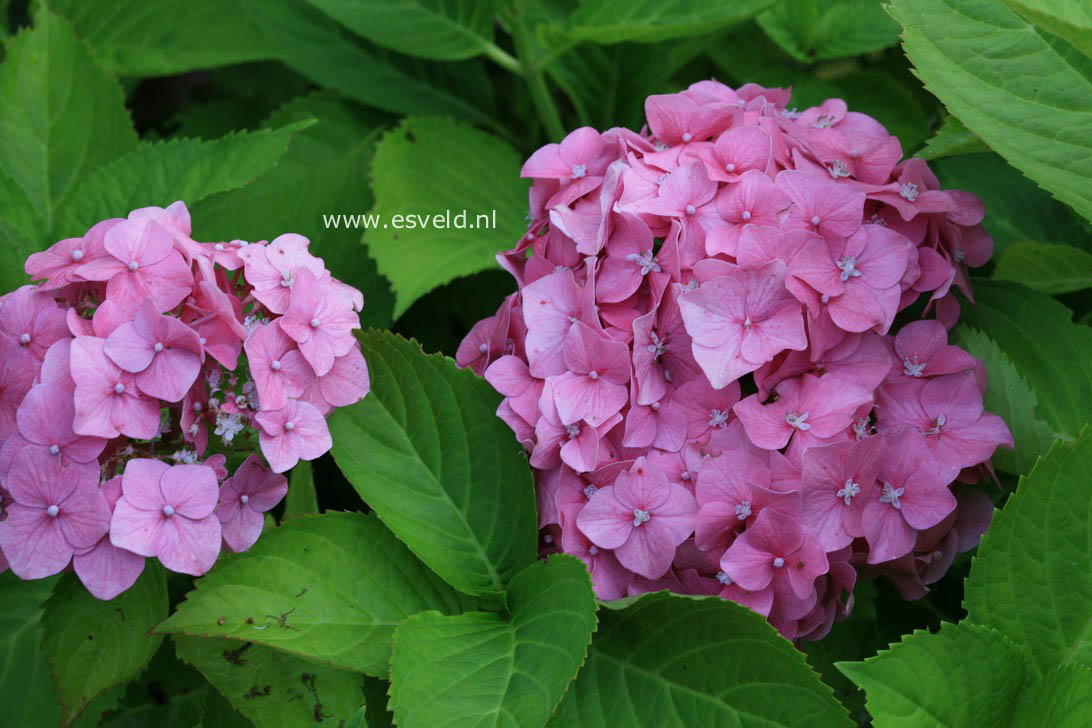 Hydrangea macrophylla 'R.F. Felton'