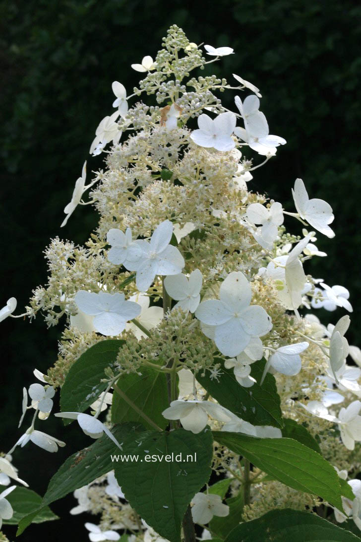 Hydrangea paniculata 'Skylight'