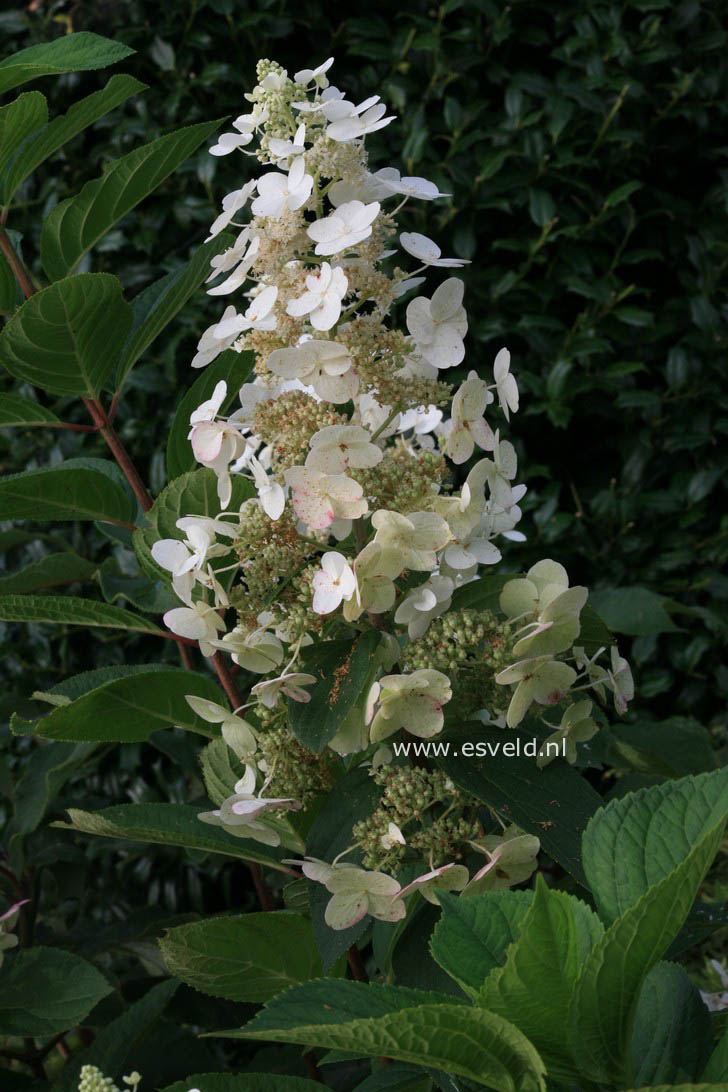 Hydrangea paniculata 'Vera'