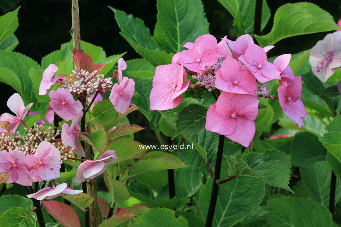 Hydrangea macrophylla 'Zorro'