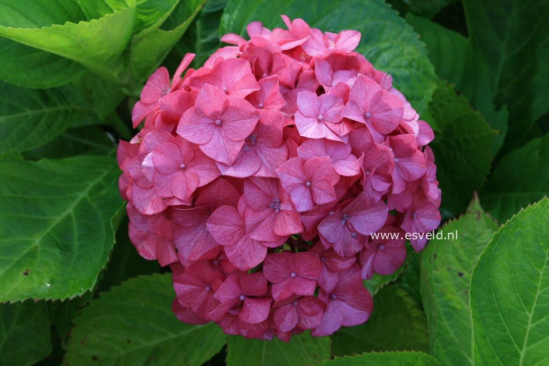 Hydrangea macrophylla 'Mme. Rene Bossard'