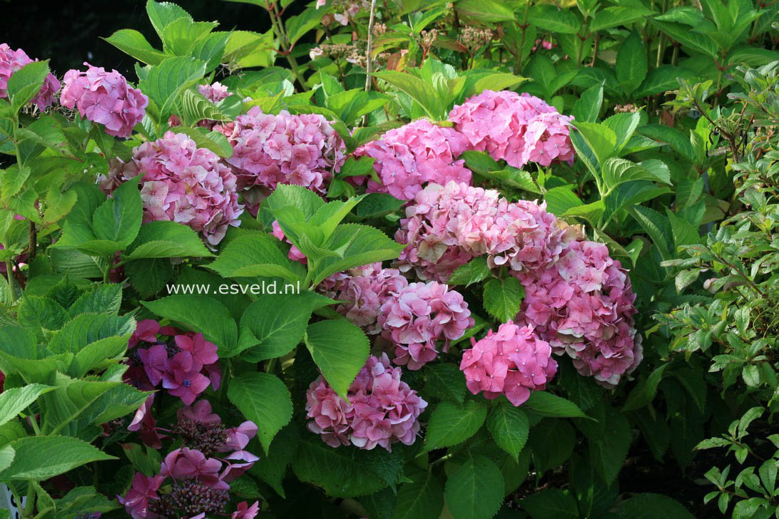 Hydrangea macrophylla 'Miss Hepburn'