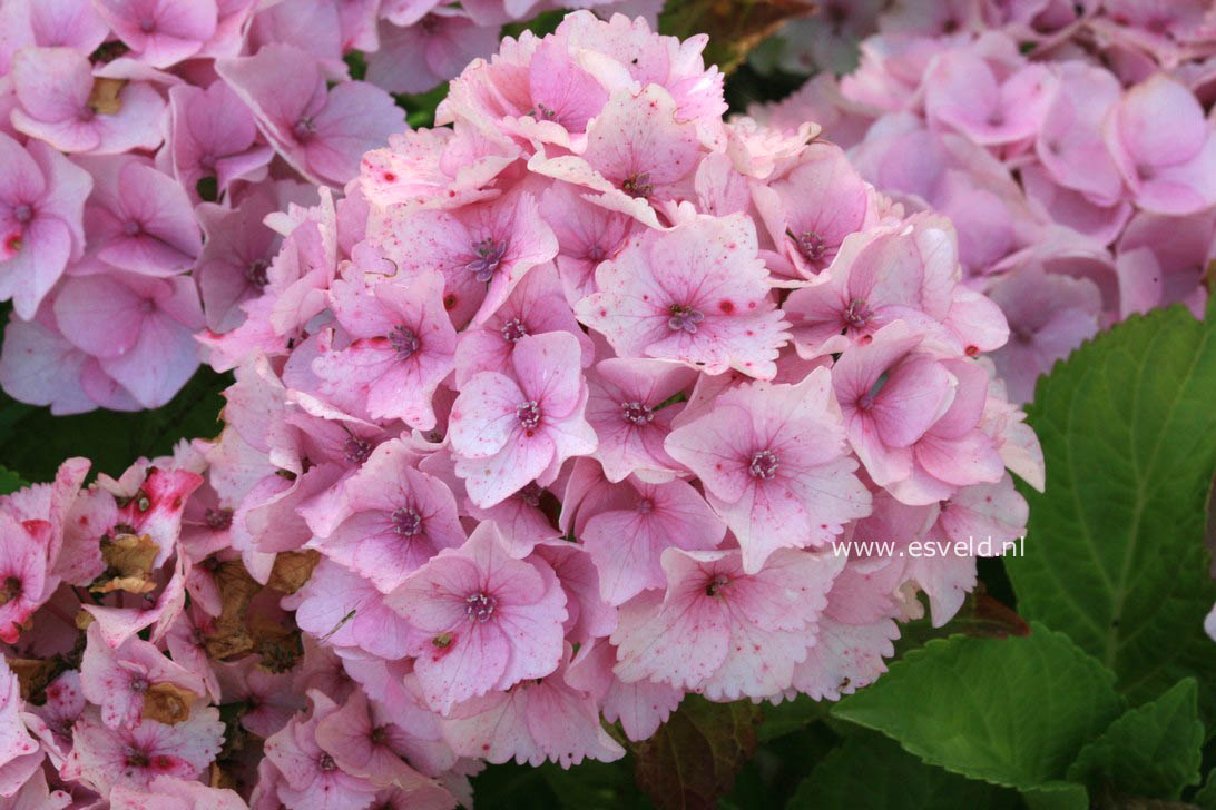 Hydrangea macrophylla 'Hortmoc' (MAGICAL OCEAN)