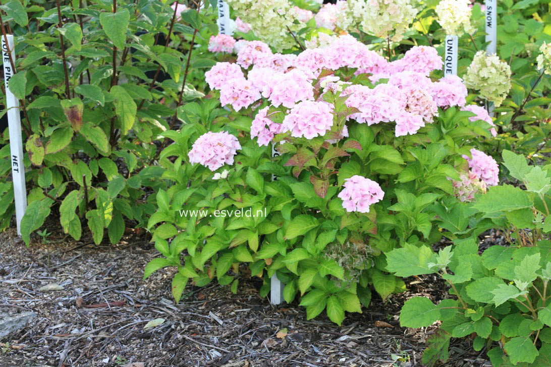 Hydrangea macrophylla 'Hortmoc' (MAGICAL OCEAN)