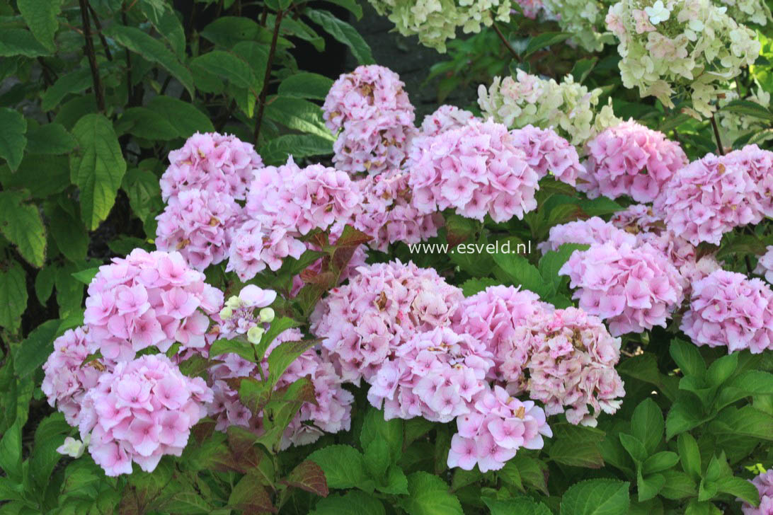 Hydrangea macrophylla 'Hortmoc' (MAGICAL OCEAN)