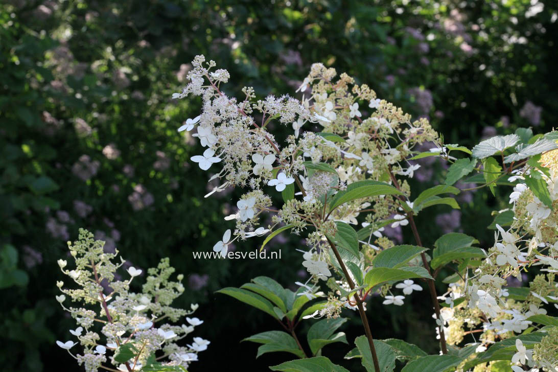 Hydrangea paniculata 'Crug Farm'