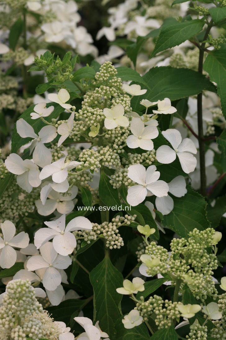 Hydrangea paniculata 'Cov' (LEVANA)