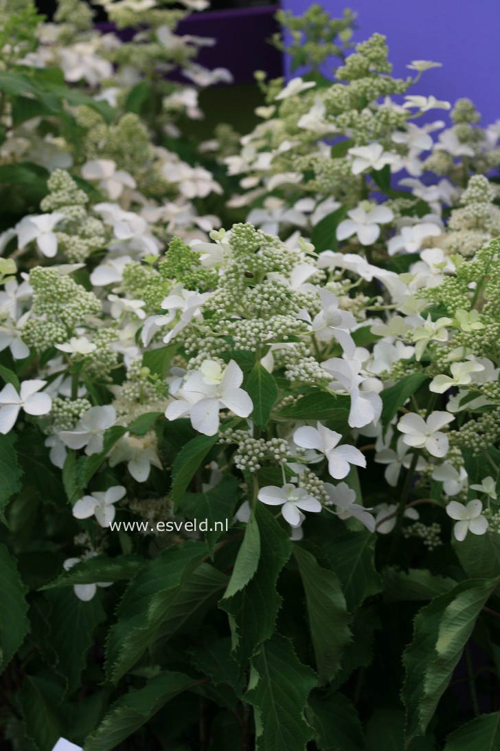 Hydrangea paniculata 'Cov' (LEVANA)