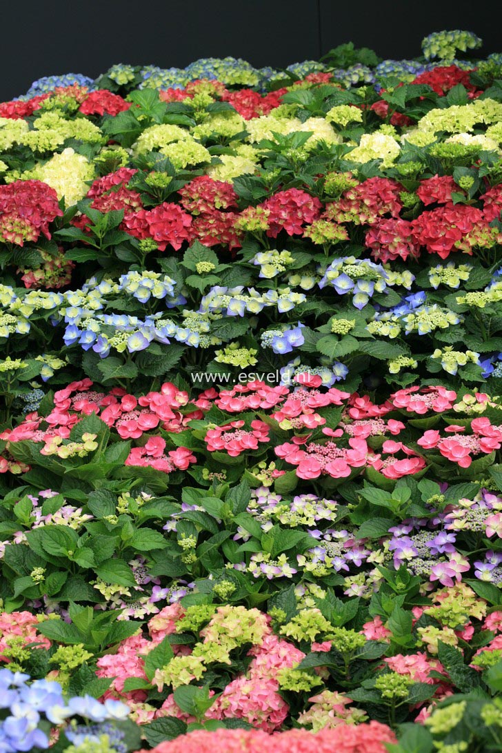 Hydrangea macrophylla