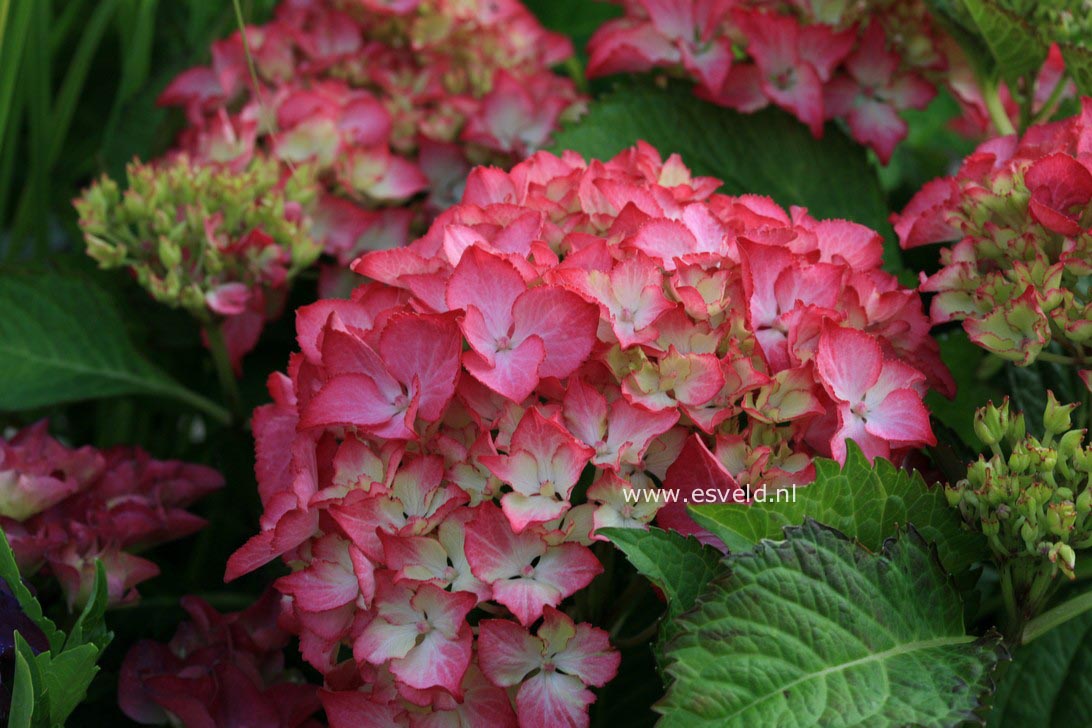 Hydrangea macrophylla 'Selma'