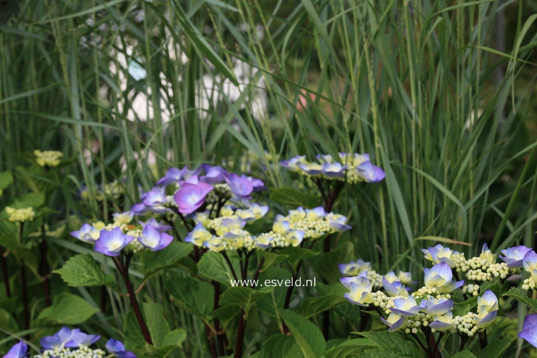 Hydrangea macrophylla 'Zorro'