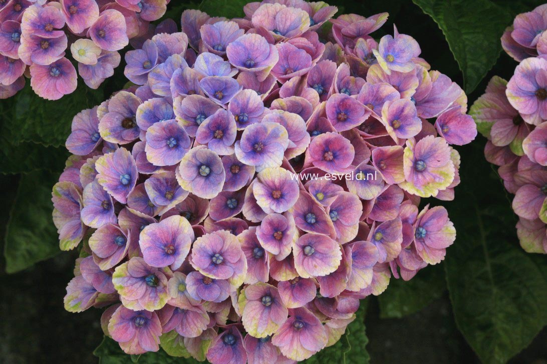 Hydrangea macrophylla 'Hokomac' (MAGICAL CORAL)