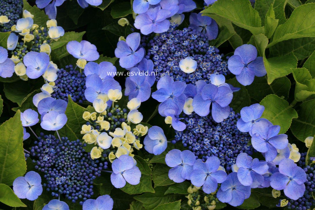 Hydrangea macrophylla 'Blauling'