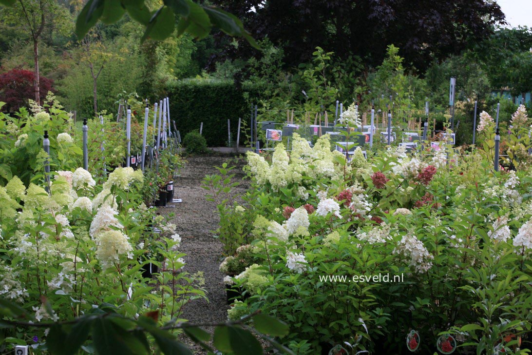 Hydrangea paniculata