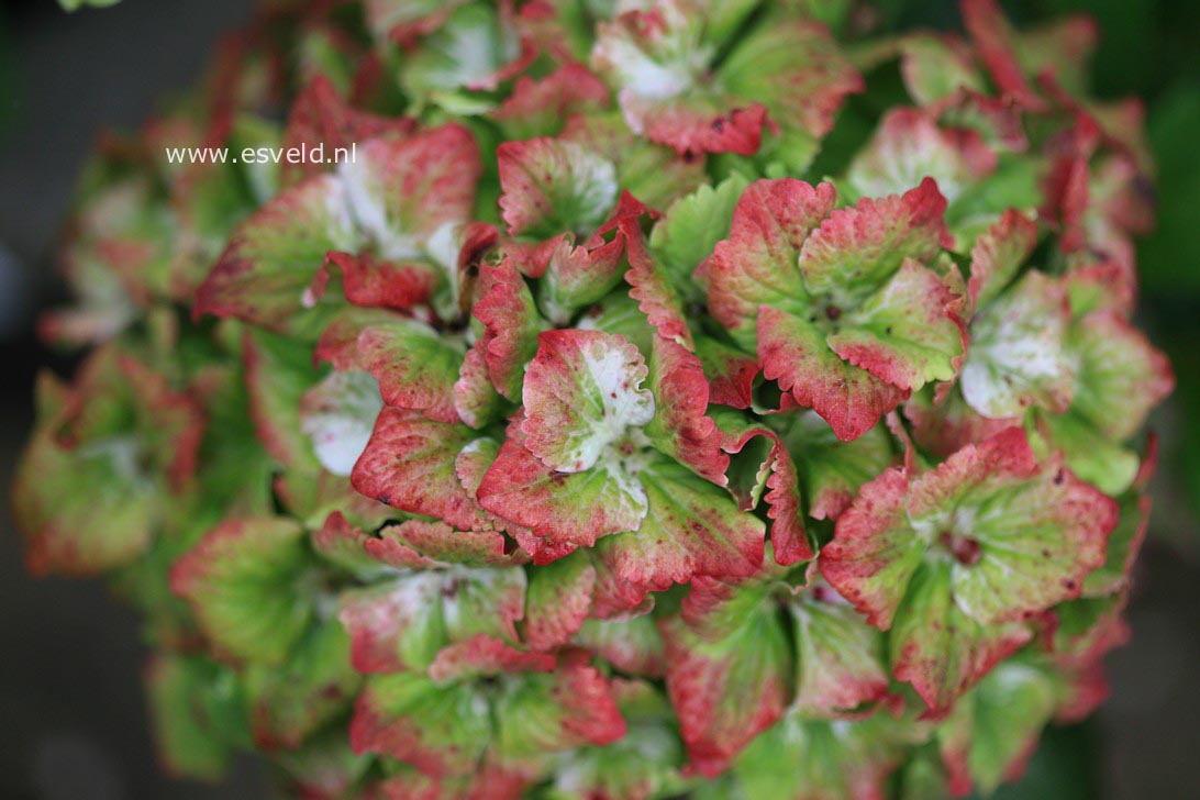 Hydrangea macrophylla 'Hokomasugre' (MAGICAL SUMMER GREEN)