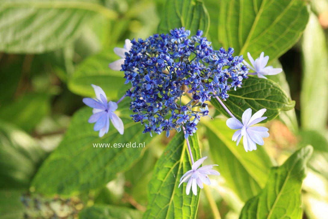 Hydrangea macrophylla 'Izu no hana'