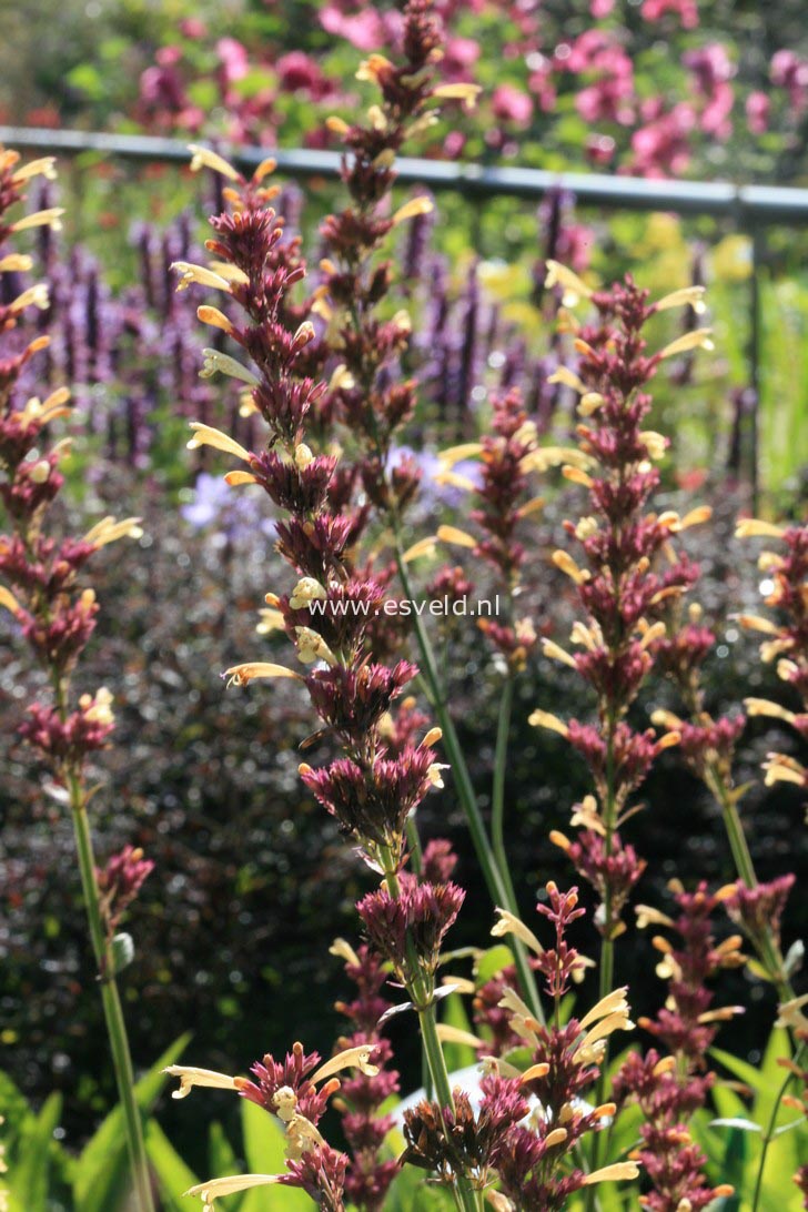 Agastache 'Summer Glow'