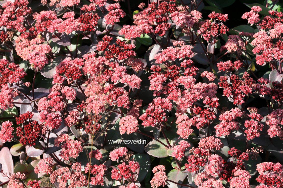 Sedum telephium 'Karfunkelstein'