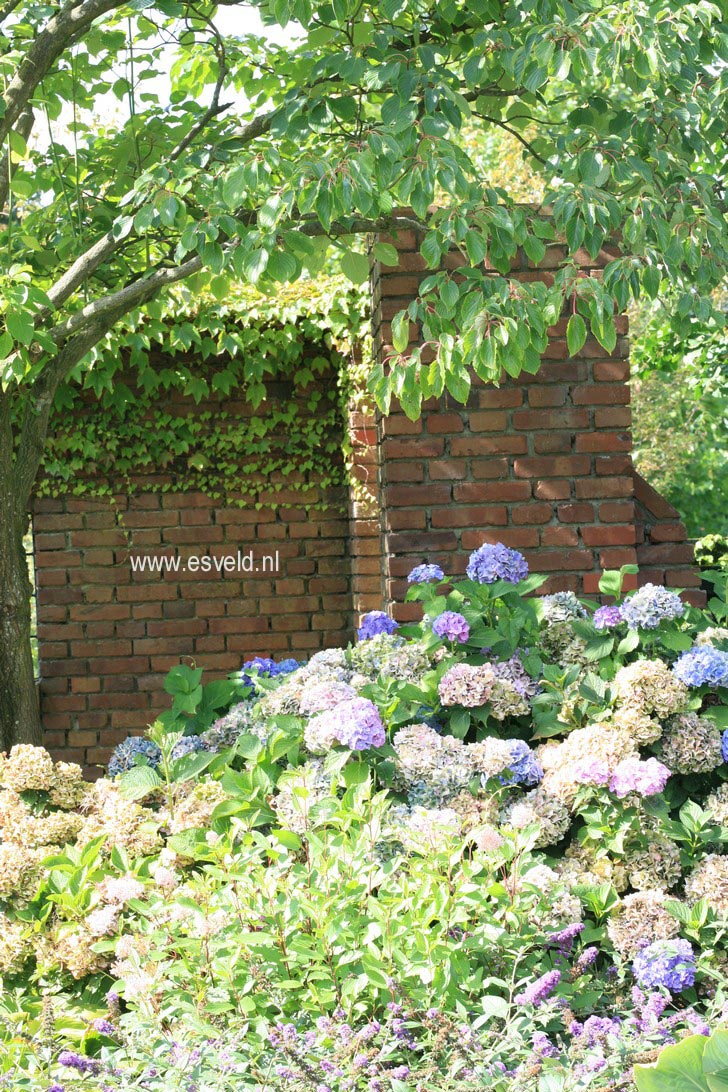 Hydrangea macrophylla