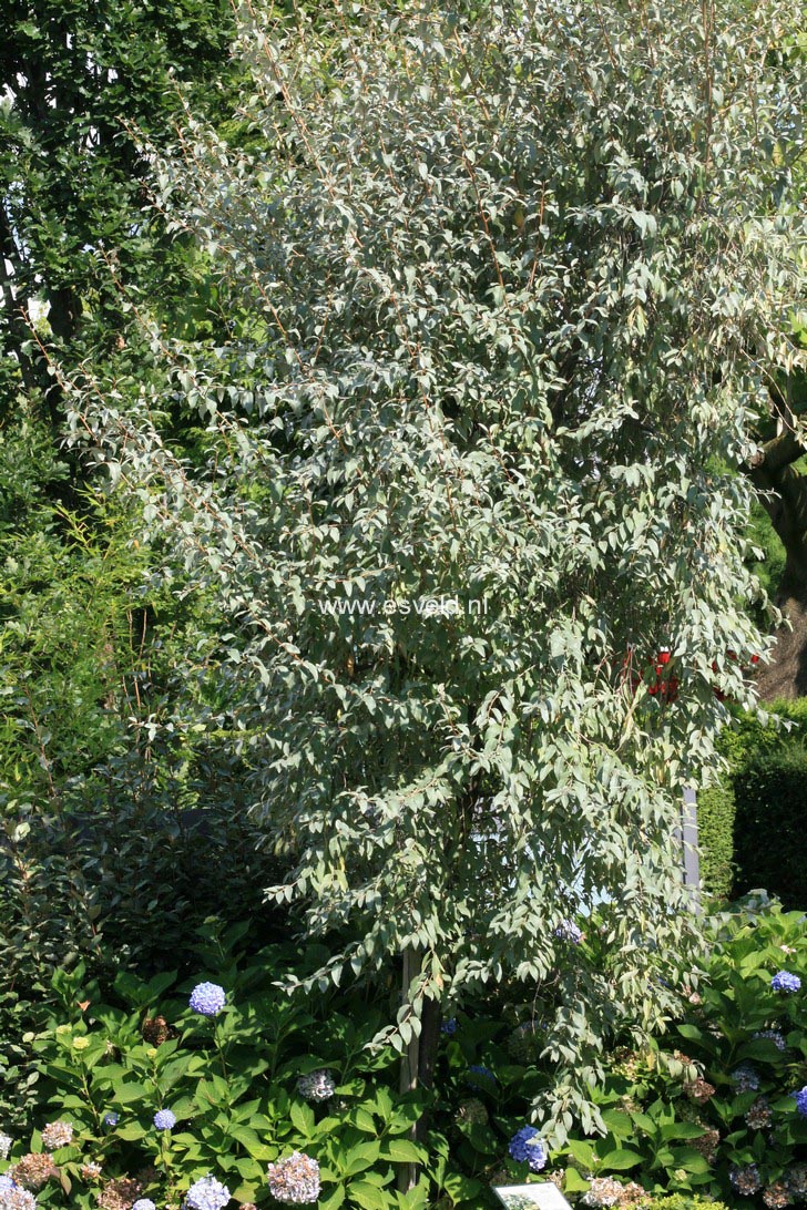 Elaeagnus angustifolia