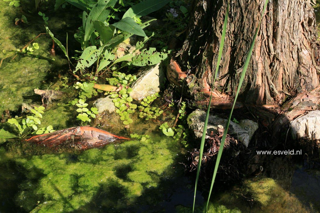 Taxodium distichum