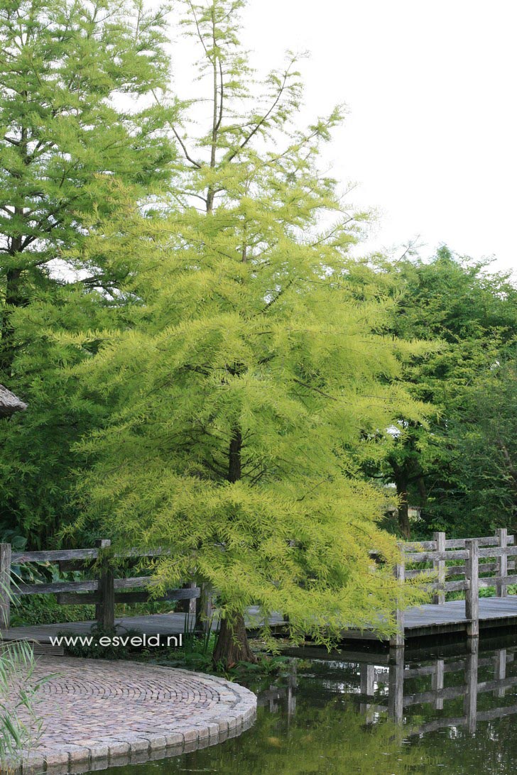 Taxodium distichum