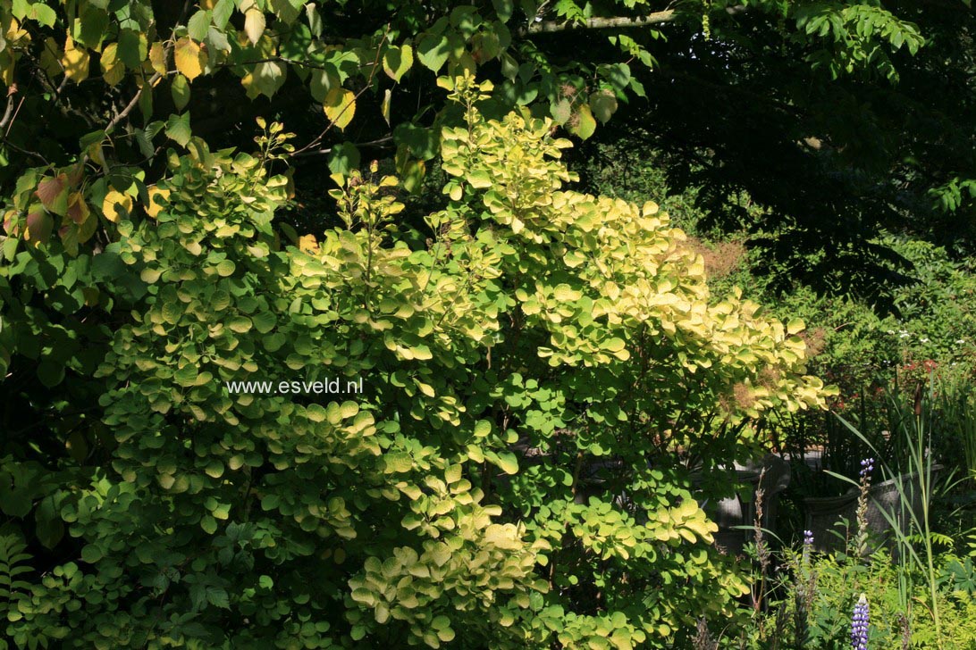 Cotinus coggygria 'Ancot' (GOLDEN SPIRIT)