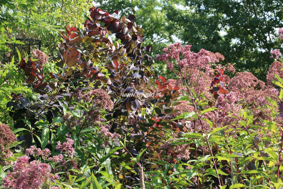 Cotinus coggygria 'Royal Purple'