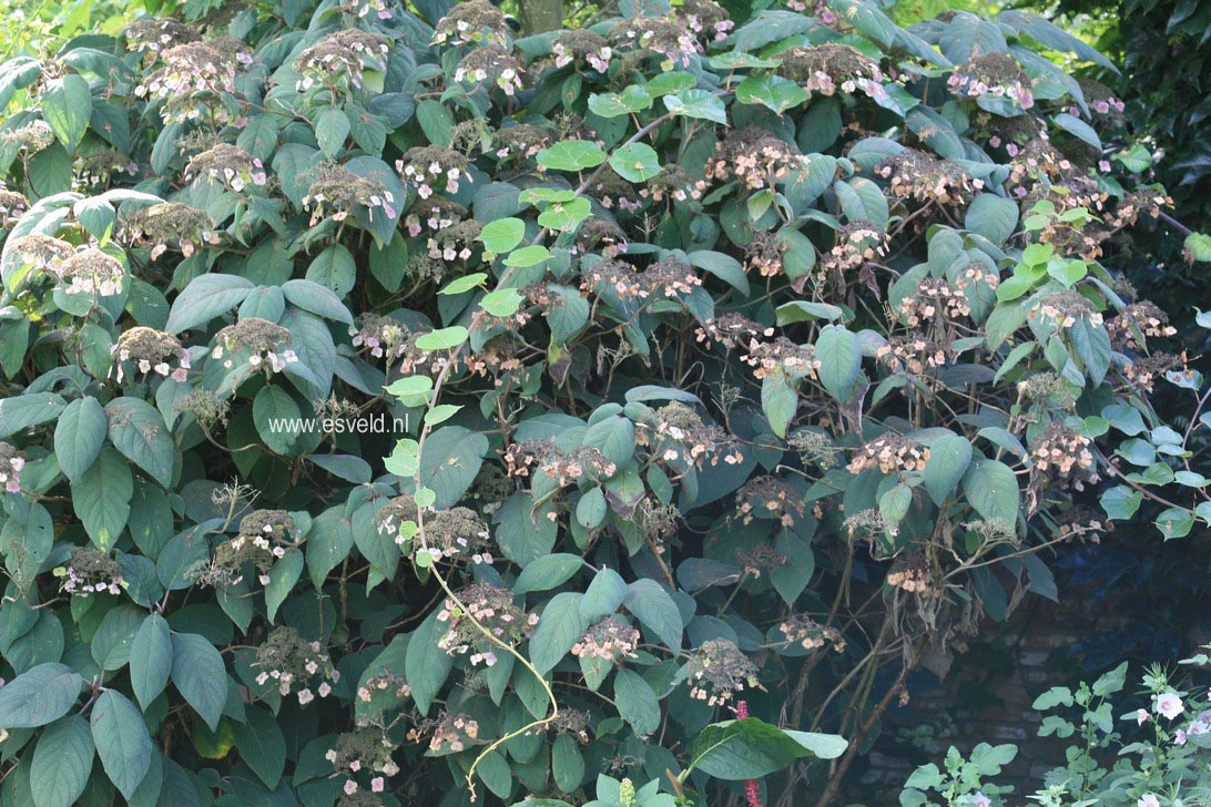 Hydrangea aspera 'Macrophylla'