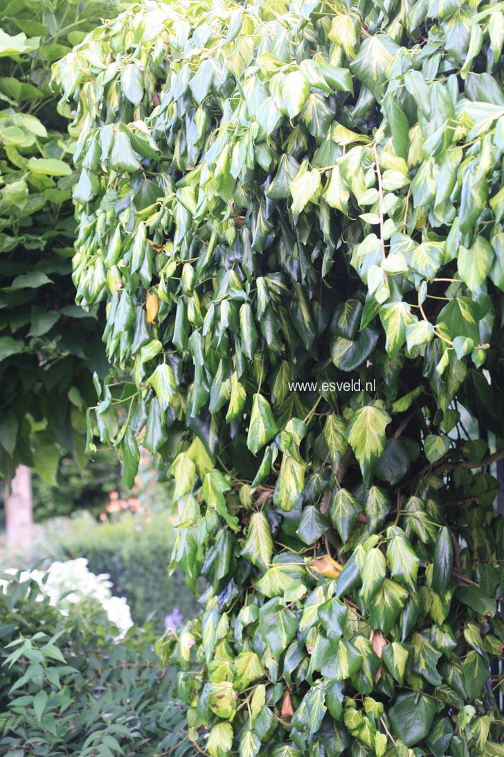 Hedera colchica 'Sulphur Heart'