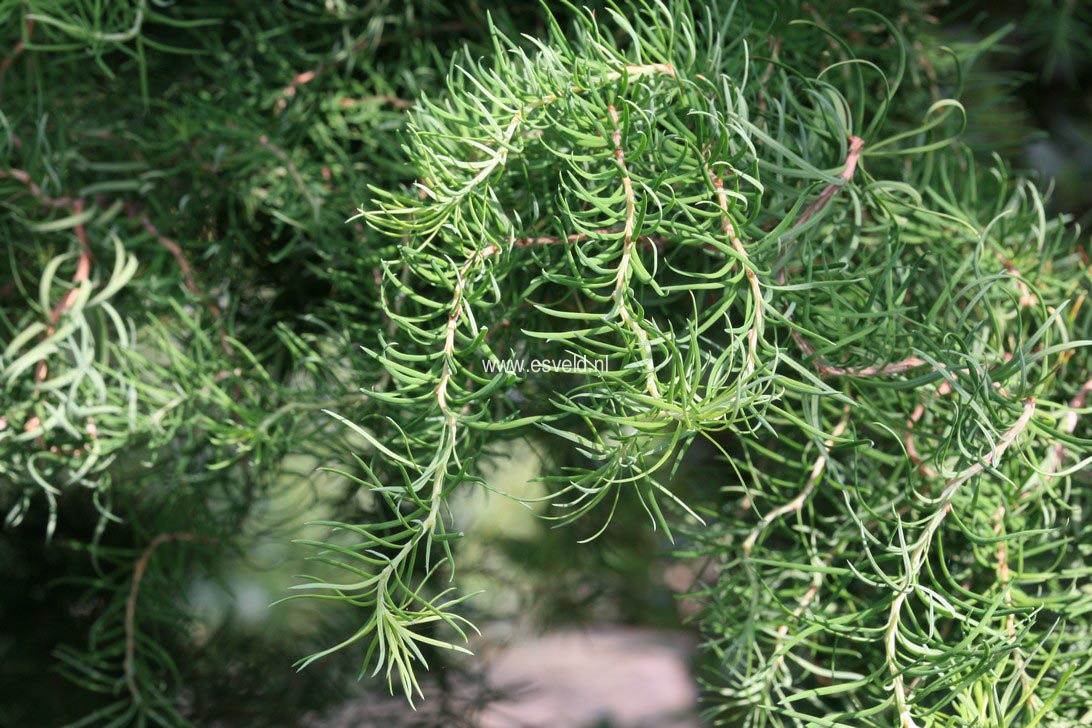 Larix kaempferi 'Diana'