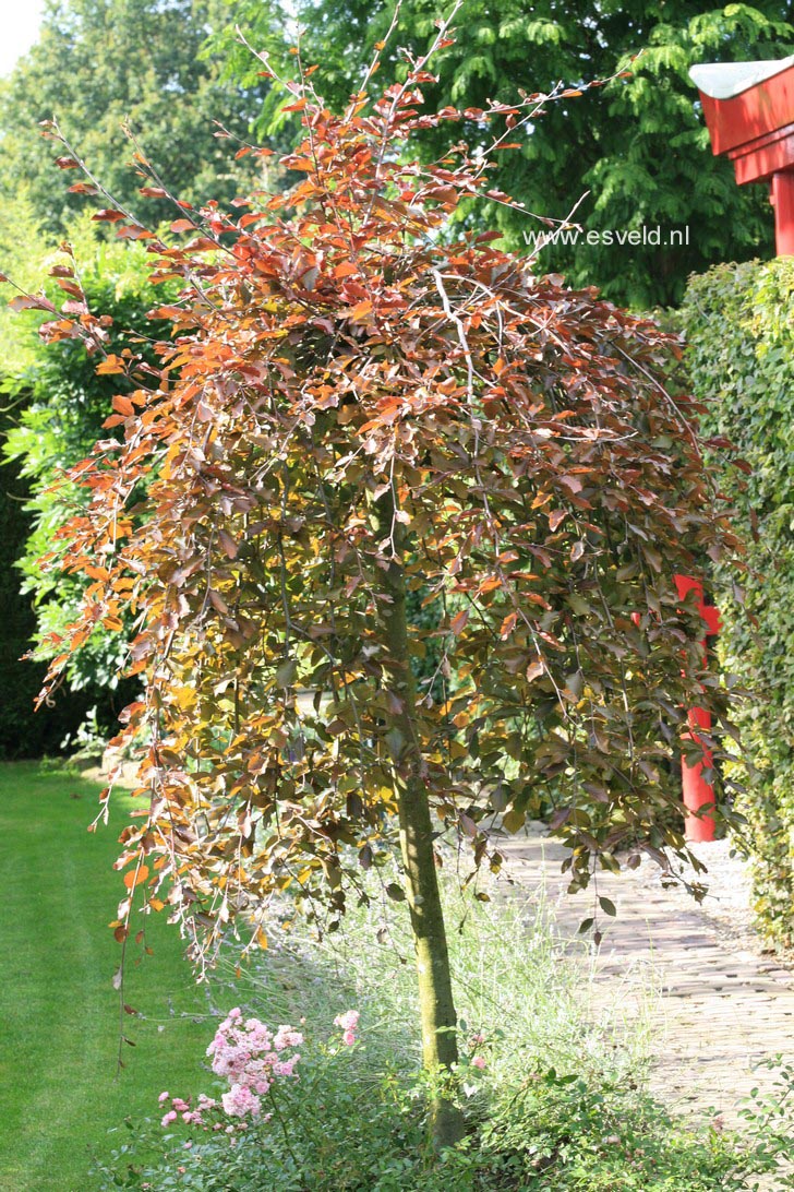 Fagus sylvatica 'Tortuosa Purpurea'