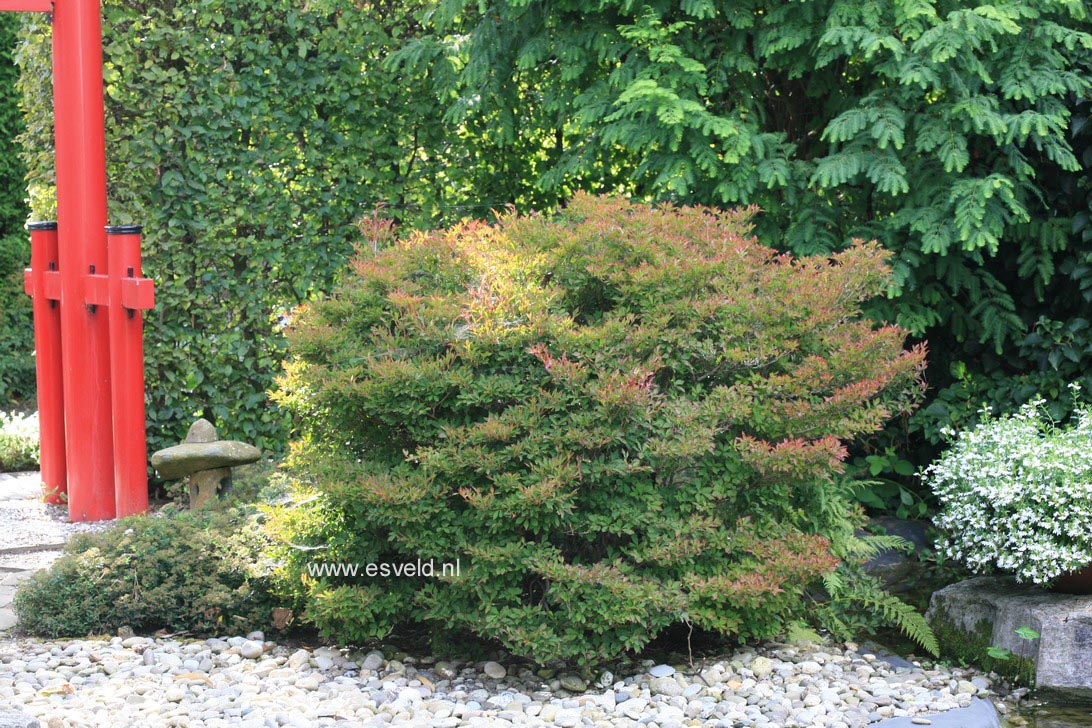 Enkianthus campanulatus