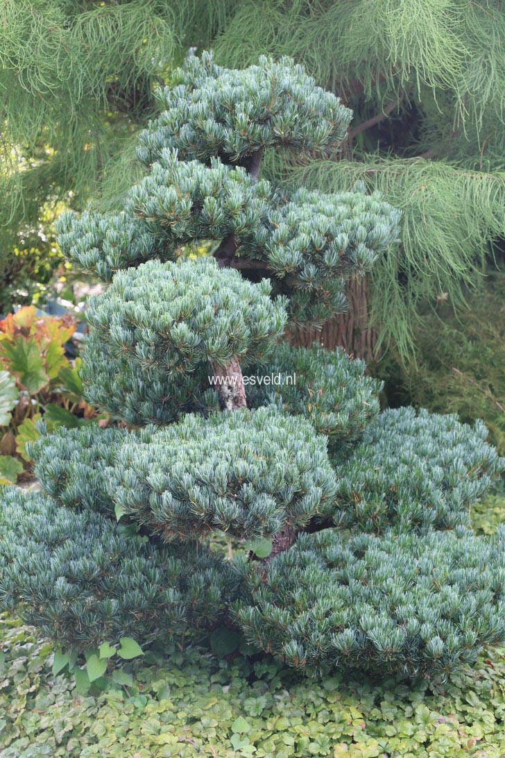 Pinus parviflora