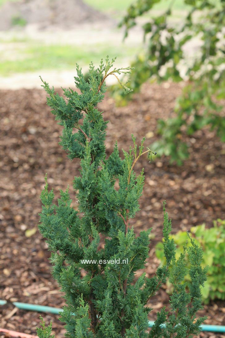 Chamaecyparis lawsoniana 'Wissel's Saguaro'