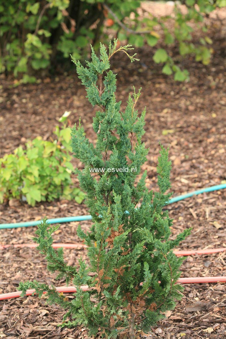 Chamaecyparis lawsoniana 'Wissel's Saguaro'