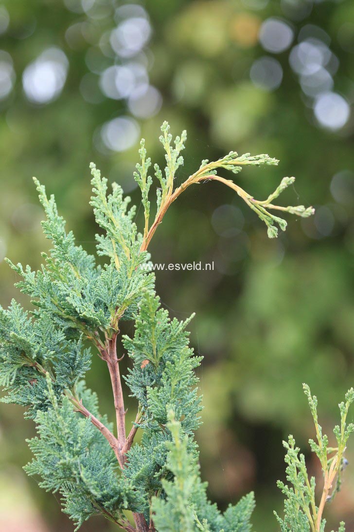 Chamaecyparis lawsoniana 'Wissel's Saguaro'